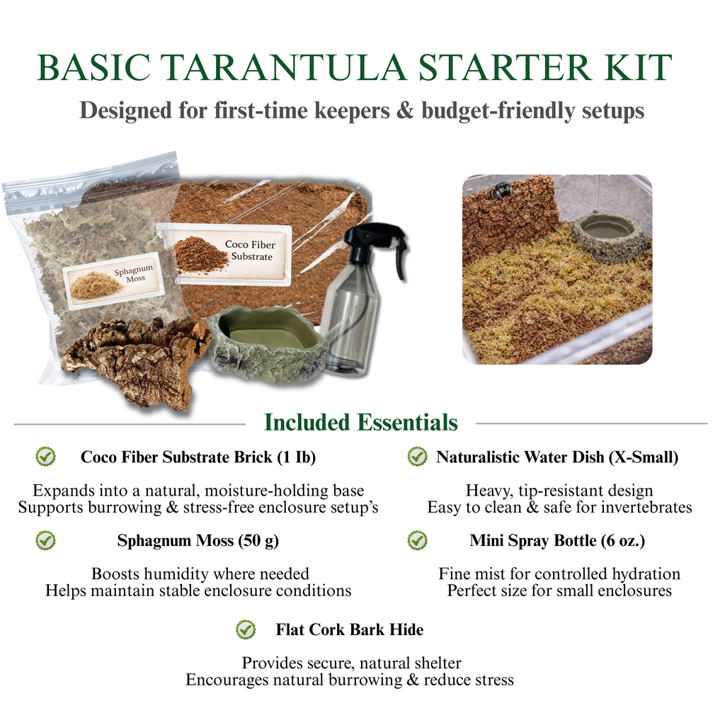 Simple Tarantula Rehousing Kit - Essential Setup