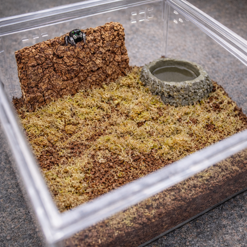 Simple Tarantula Rehousing Kit - Essential Setup