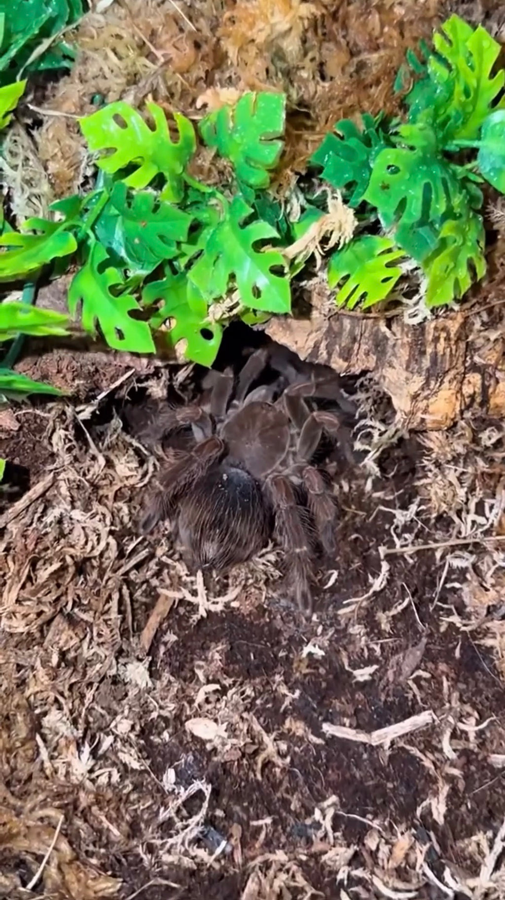Supreme Terrestrial Tarantula Kit: 6-Gallon Acrylic Enclosure + Premium Habitat Kit Bundle