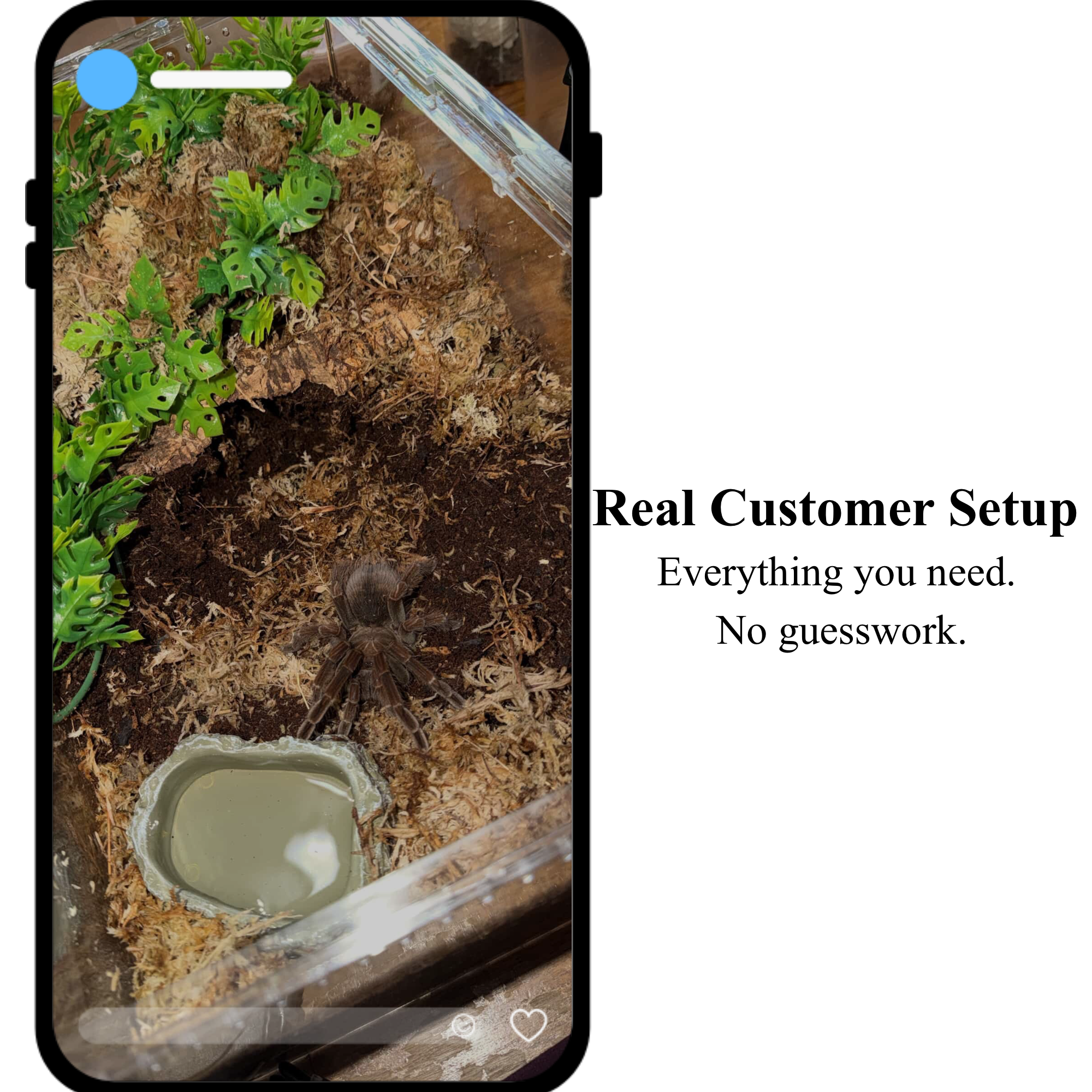 Premium Tarantula Rehousing Kit - Complete Setup for Invert Keepers
